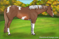 Horse Color:Liver Chestnut Tobiano Frame 