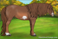 Horse Color:Liver Chestnut Frame