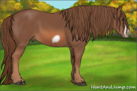 Horse Color:Liver Chestnut Frame 