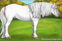 Horse Color:Palomino Splash Appaloosa 