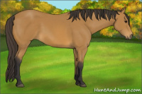 Horse Color:Buckskin Sabino