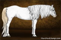 Horse Color:Buckskin Varnish Rabicano 