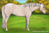 Horse Color:Silver Classic Champagne Ice Roan 