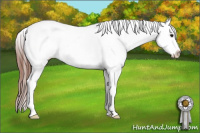 Horse Color:White Spotted Brown Appaloosa 