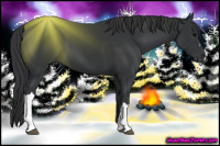 Horse Color:Black 