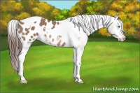Horse Color:Bay Dun Splash Tobiano Appaloosa 