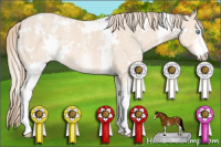 Horse Color:White Spotted Perlino 