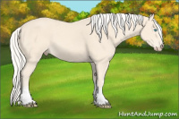 Horse Color:White Spotted Cremello Sabino 