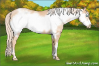 Horse Color:White Spotted Palomino Pearl Frame 