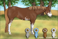 Horse Color:Gray Chestnut Sabino 