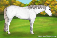 Horse Color:White Spotted Silver Brown