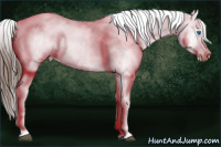 Horse Color:Brown Ice Splash Appaloosa 