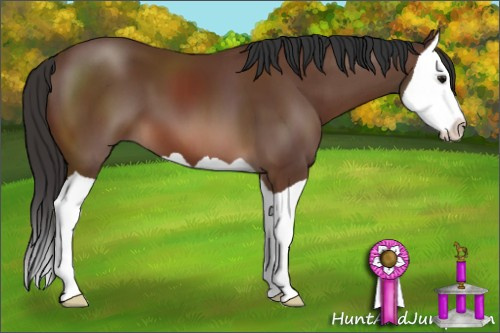 Horse Color: Bay Splash 