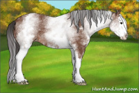 Horse Color:White Spotted Bay Splash