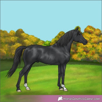 Horse Color:Black 