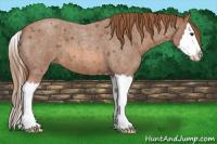 Horse Color:Red Roan Splash