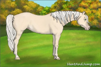 Horse Color:Silver Classic Cream Champagne Dun 