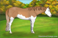 Horse Color:Chestnut Splash 