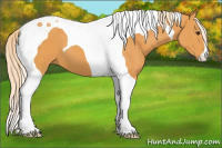 Horse Color:Palomino Tobiano 