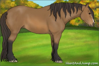 Horse Color:Buckskin 