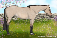 Horse Color:Bay Roan Dun 