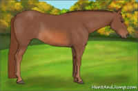 Horse Color:Liver Chestnut Rabicano