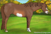 Horse Color:Liver Chestnut Frame 