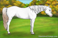 Horse Color:Chestnut Appaloosa 