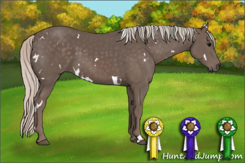 Horse Color: Unknown 