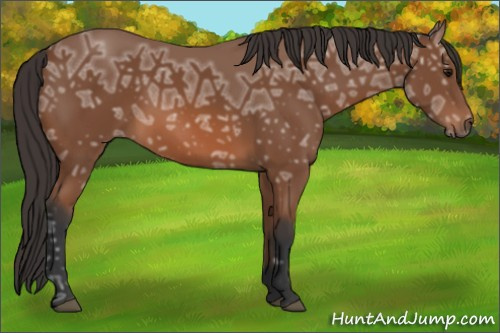 Horse Color: Bay Ice 