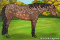 Horse Color:Bay Ice 
