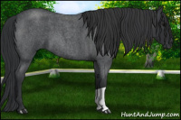 Horse Color:Blue Roan 