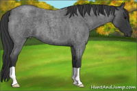 Horse Color:Blue Roan 