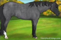 Horse Color:Blue Roan 