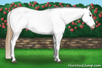 Horse Color:Buckskin Appaloosa 