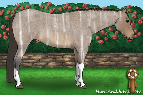 Horse Color: Buckskin Ice Roan 