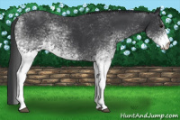 Horse Color:White Spotted Black