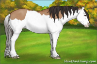 Horse Color:Bay Dun Splash 