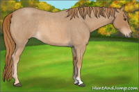 Horse Color:Red Roan Rabicano 