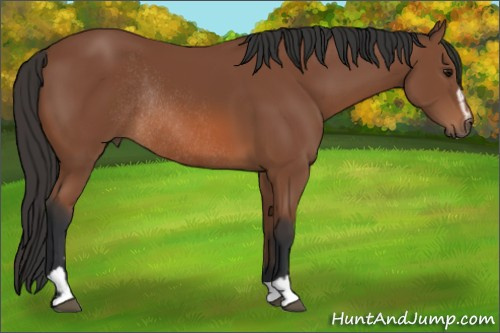 Horse Color: Bay Sabino Rabicano 