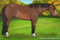 Horse Color:Bay Sabino Rabicano