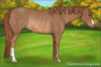 Horse Color:Chestnut Rabicano 