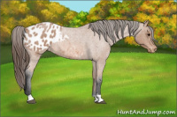 Horse Color:Bay Roan Appaloosa 