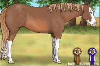 Horse Color:Red Roan Splash 
