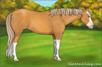 Horse Color:Gray Gold Cream Champagne Splash 