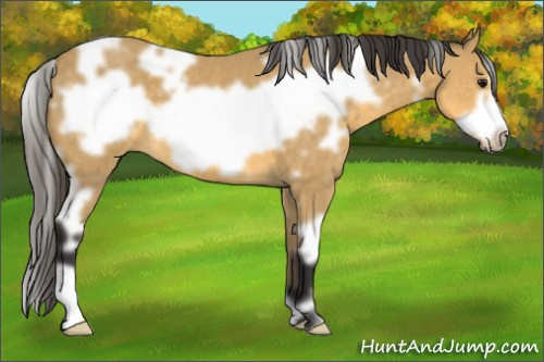 Horse Color: White Spotted Buckskin Frame 