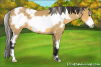 Horse Color:White Spotted Buckskin Frame 