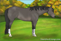 Horse Color:Black 