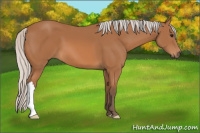 Horse Color:Silver Bay 