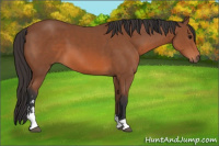 Horse Color:Bay Sabino 